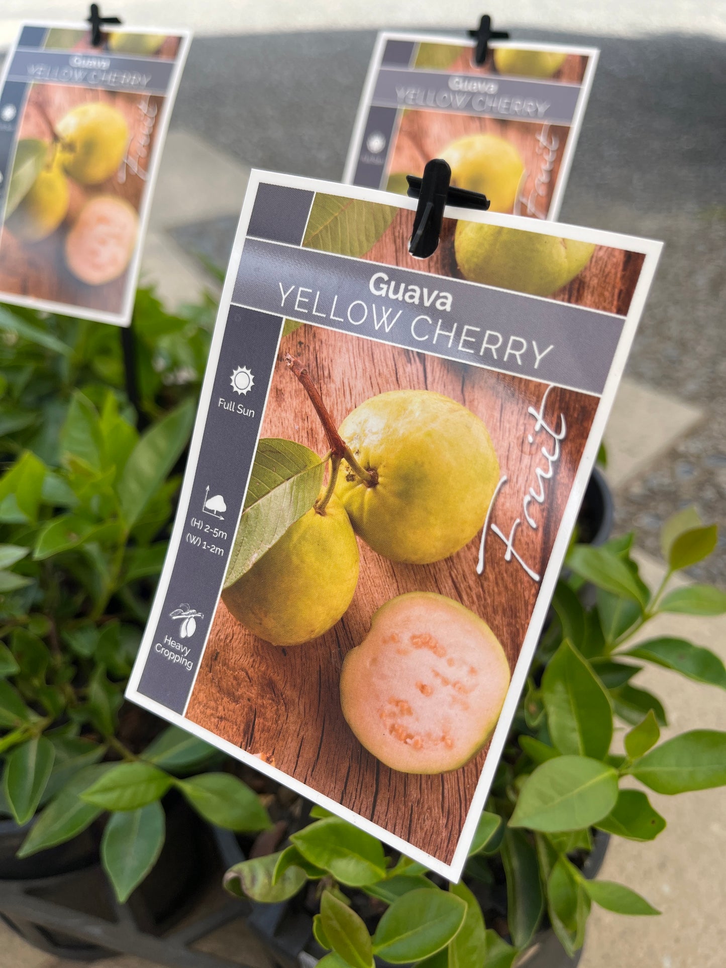 Guava Yellow psidium cattleianum 14cm