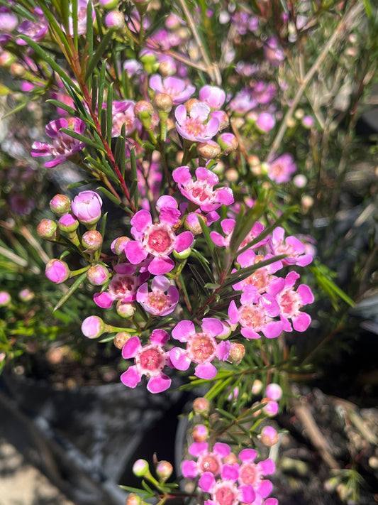 Chamelaucium unicinatum 'Kalbarri' 18cm