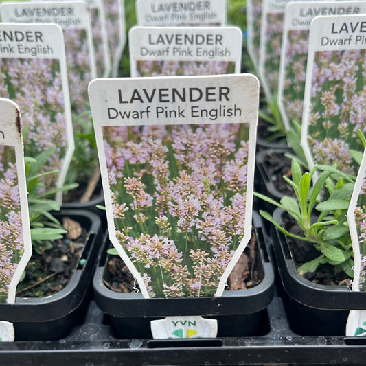Lavender Dwarf Pink English 7cm