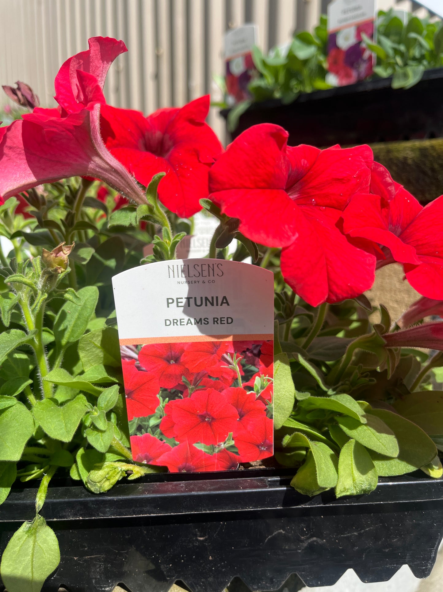 Petunia Dreams Red Punnet