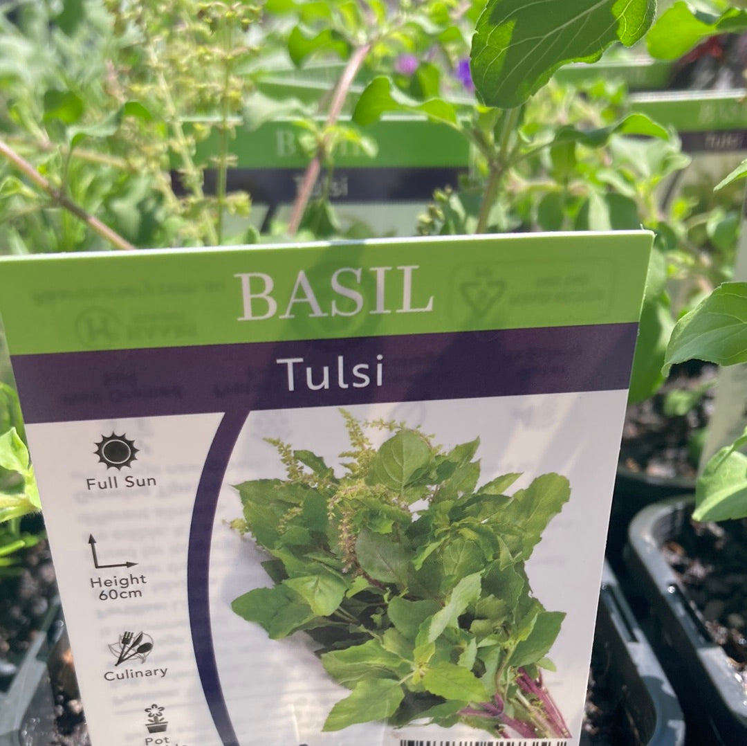 Holy Basil 'Tulsi' 125mm