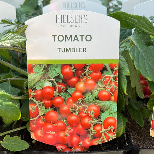 Tomato Tumbler 25cm Hanging Basket