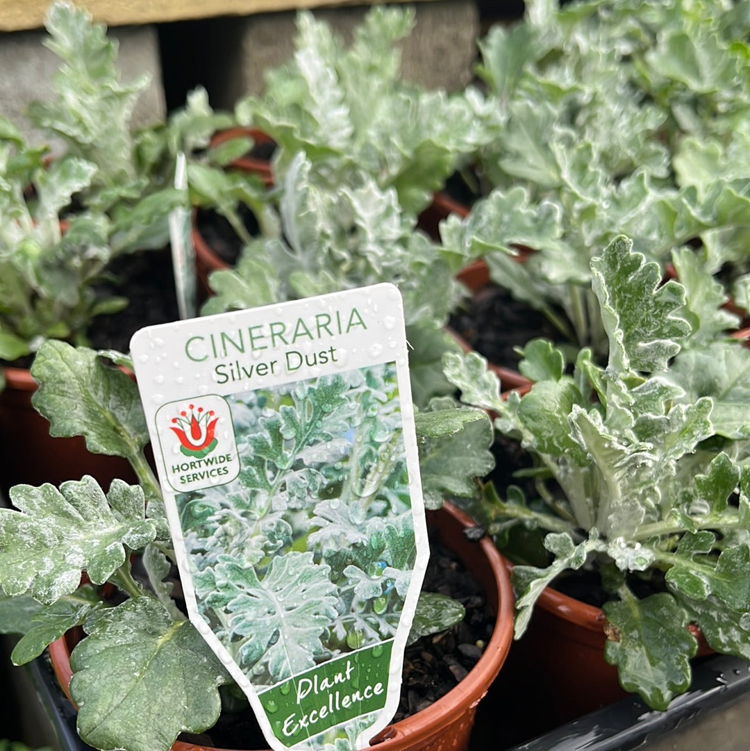 Cineraria- Silver Dust 100mm