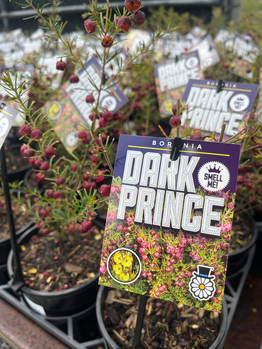 Boronia megastigma Dark Prince 14 cm