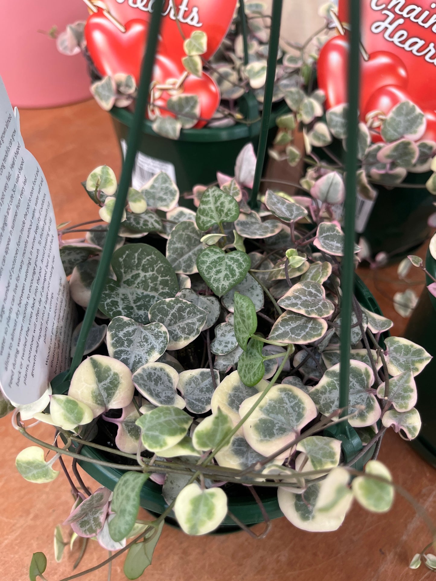 Ceropegia woodii Variegata 'Chain of Hearts' Hanging Basket 13cm