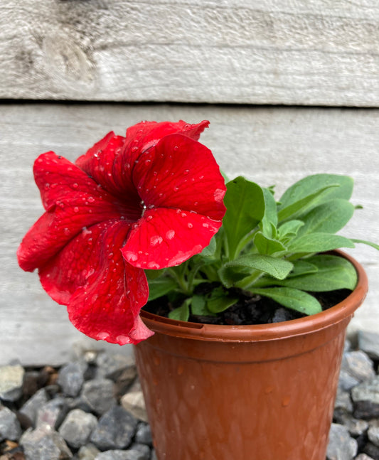 Petunia Assorted 100mm