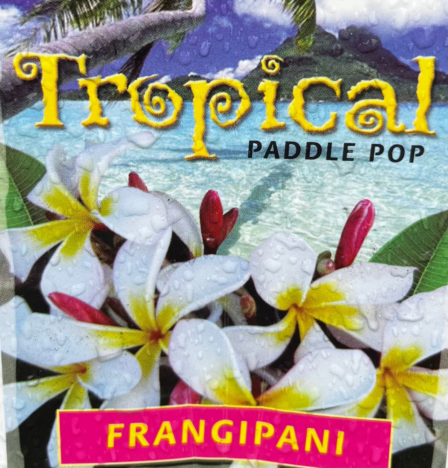 Frangipani plumeria 'Various Colours' 18cm
