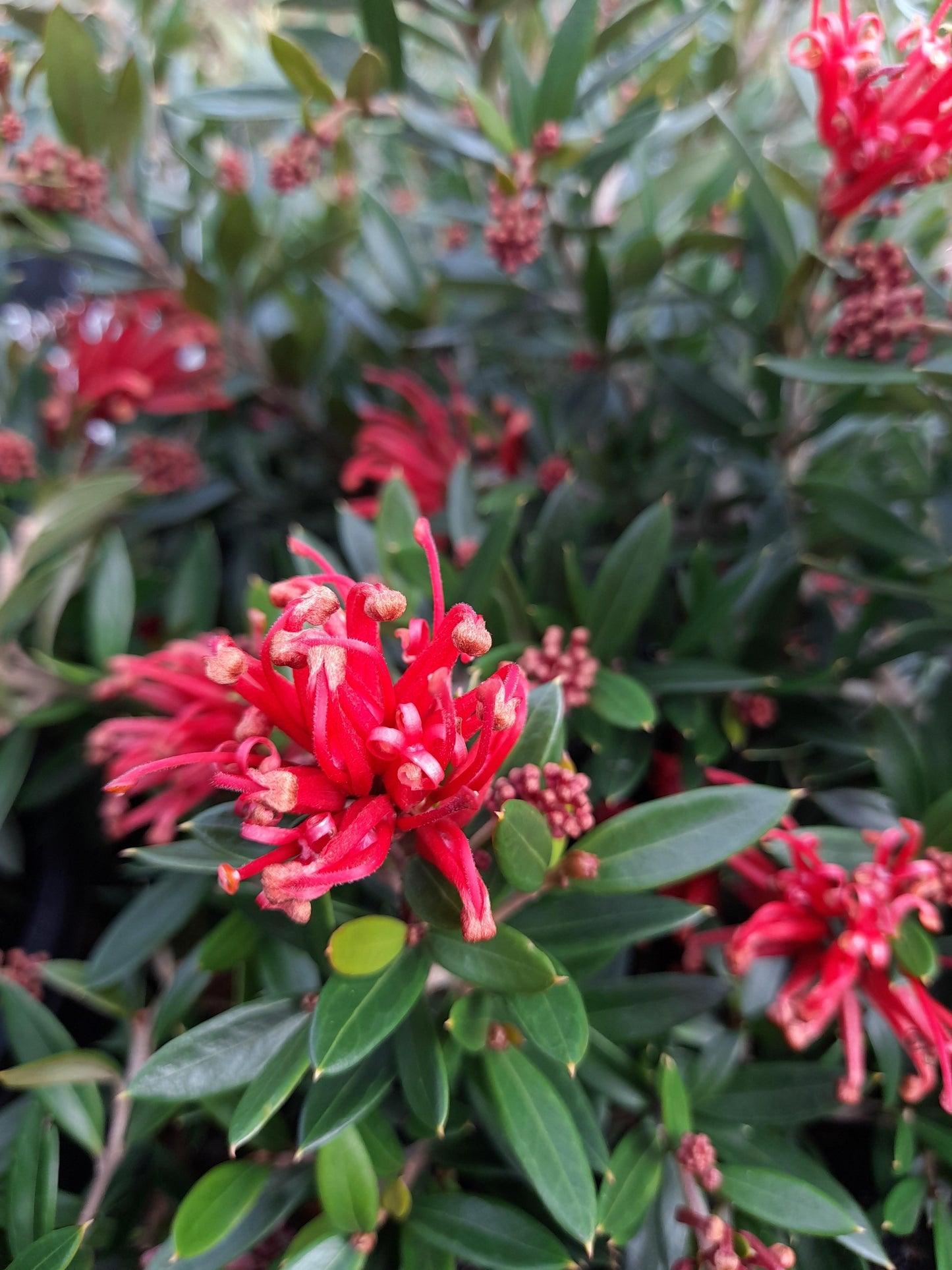 Grevillea 'Red Robin' 14cm