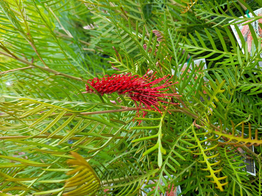 Grevillea 'Red Hooks' 20cm