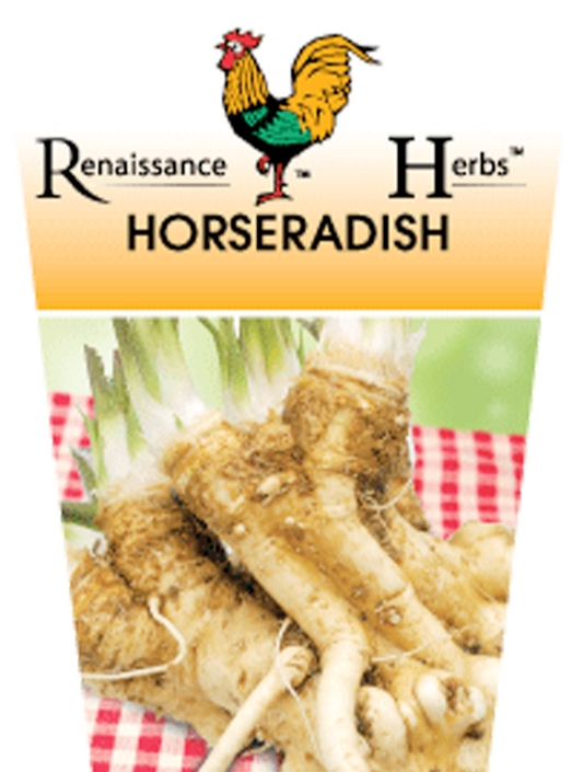 Horseradish 12cm