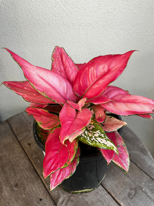 Aglaonema 'Pink Star' 20cm