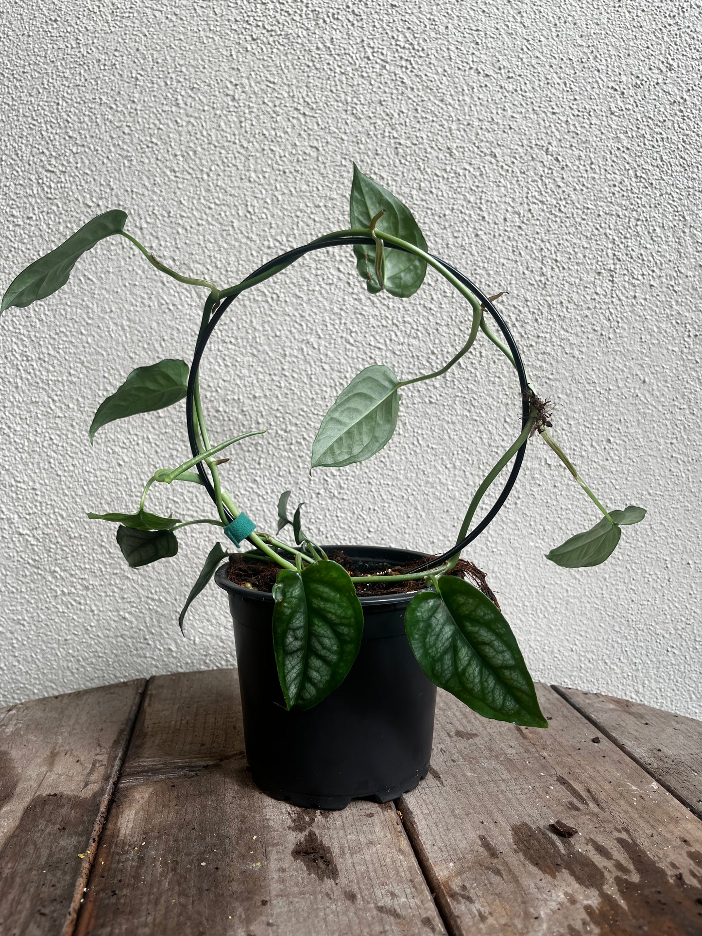 Monstera siltepecana Shaped Stake 12cm