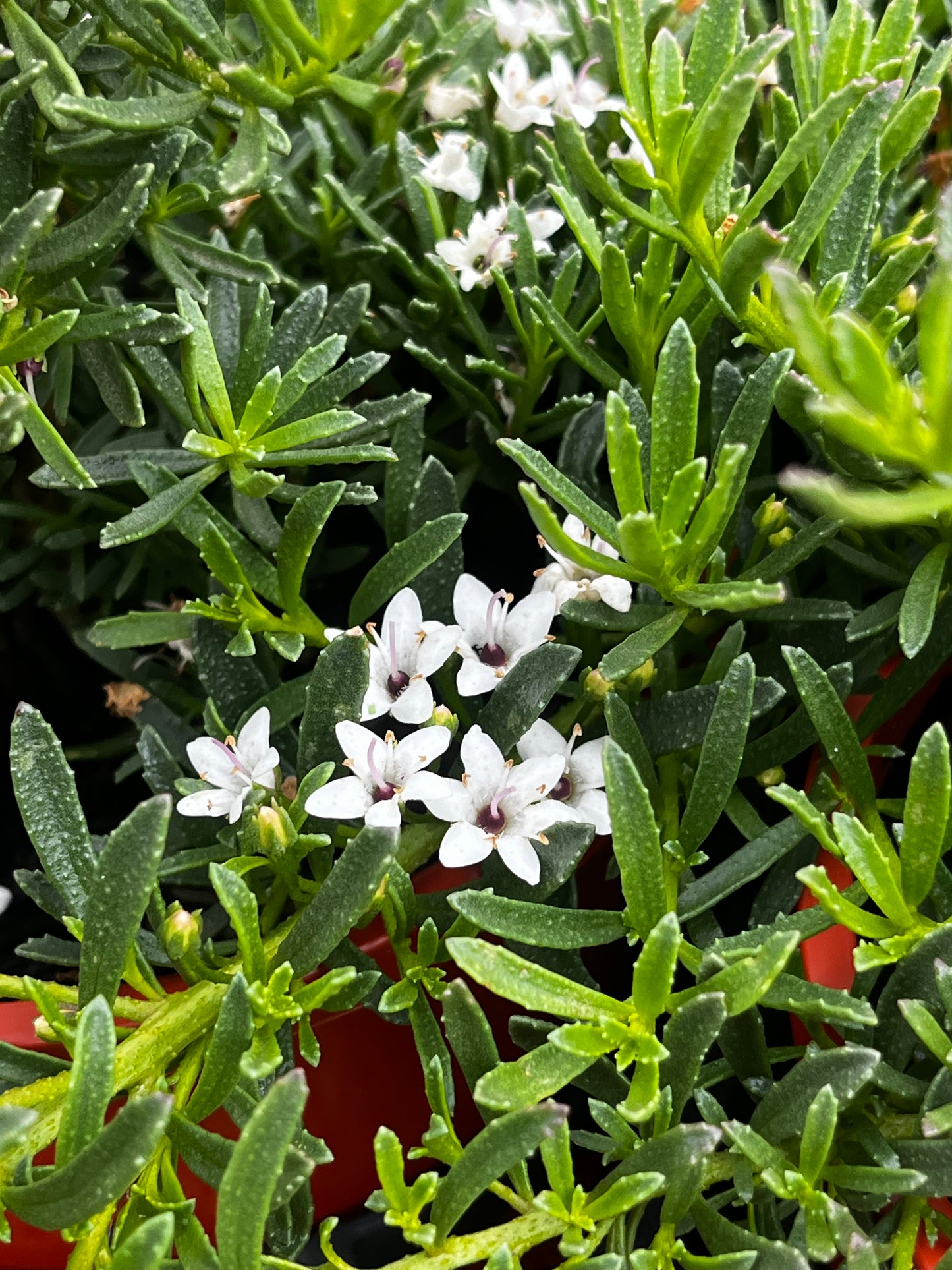 Myoporum parvifolium 'Yareena' 14cm