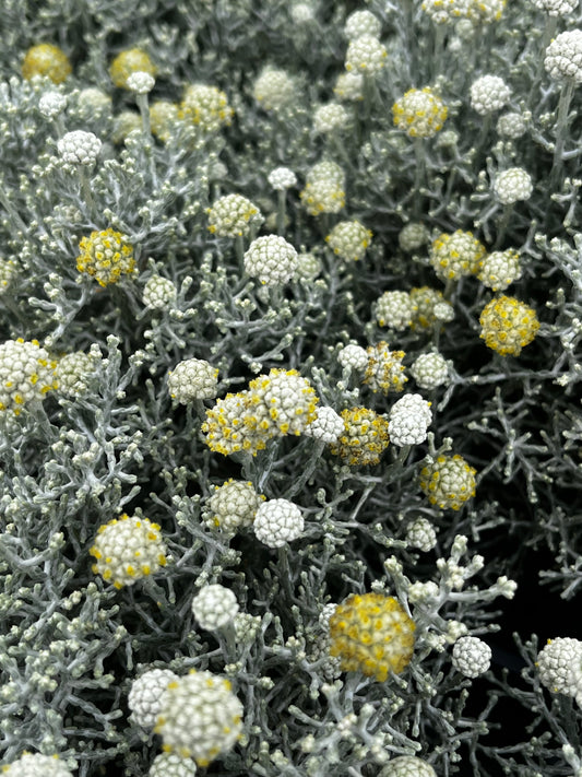 Leucophyta brownii 'Silver Nugget' 20cm