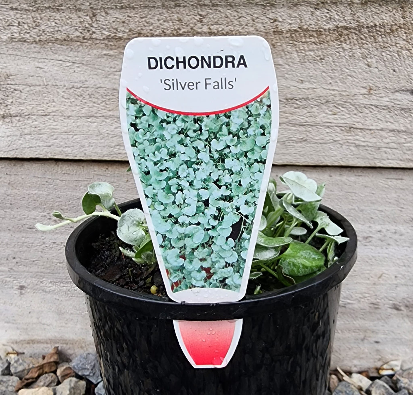 Dichondra 'Silver Falls' 14cm