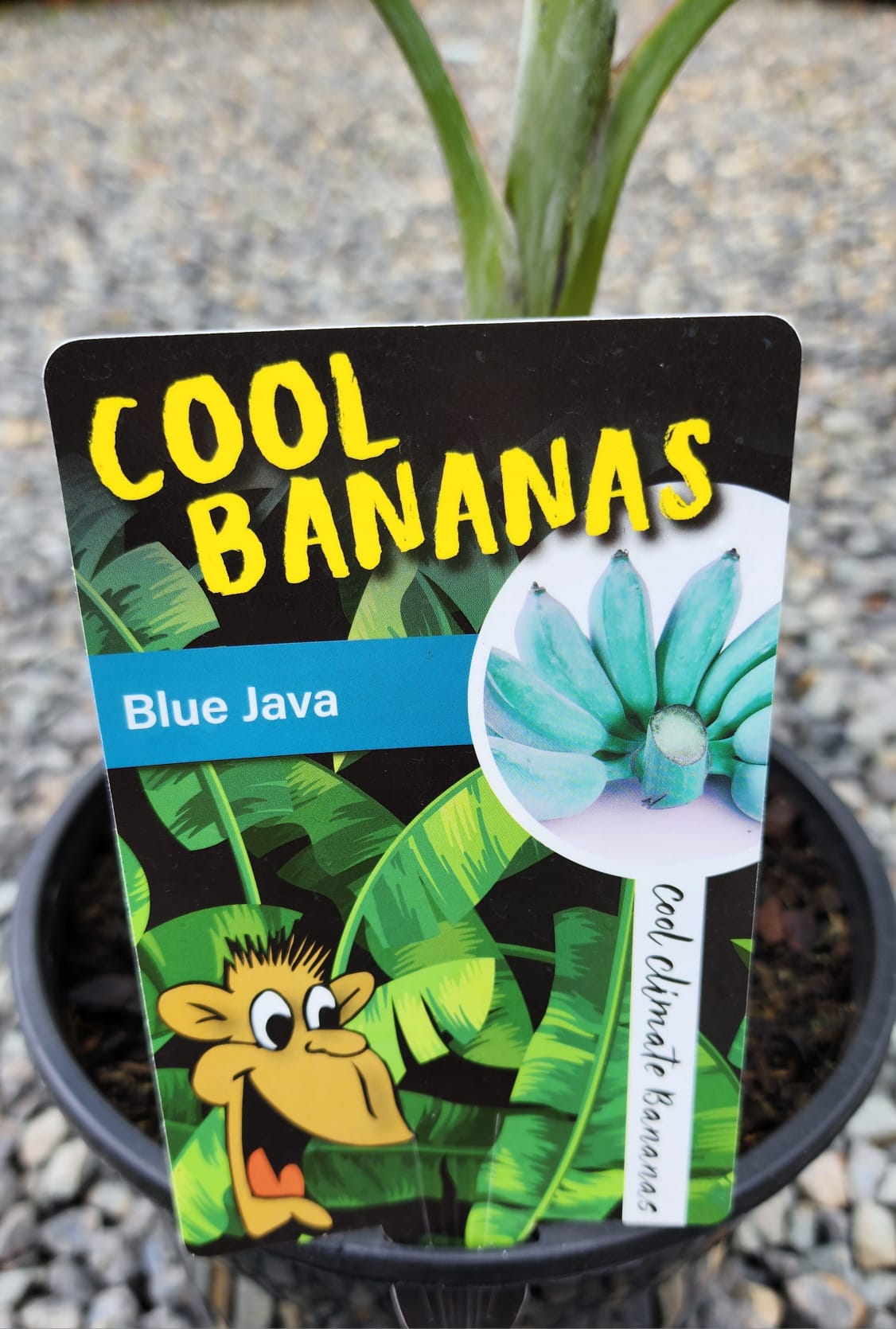 Products – Page 8 – Yarra View Garden Centre