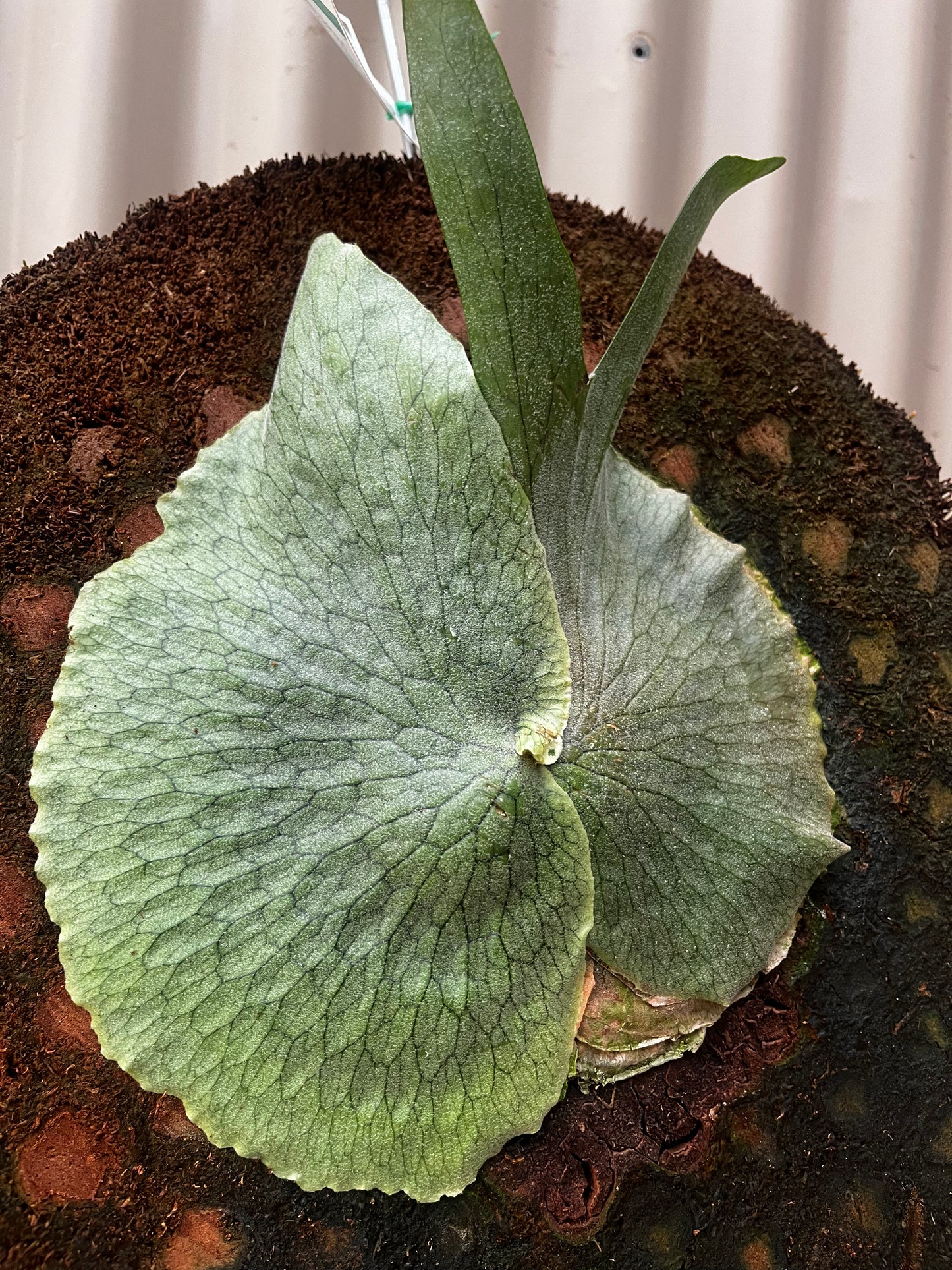 Platycerium superbum 'S1 Staghorn' Tree Fern Mount