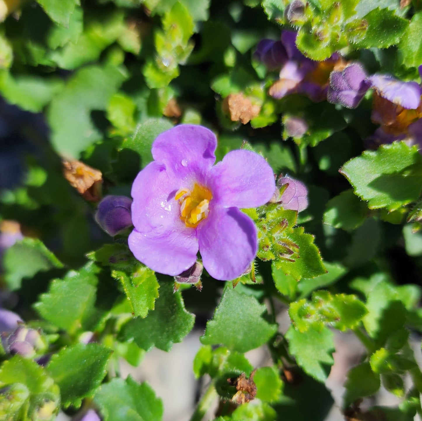 Bacopa 'Blue' 14cm