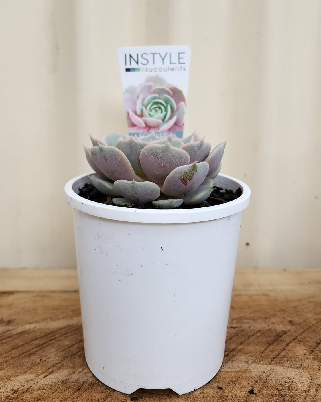 Assorted Succulents 10cm