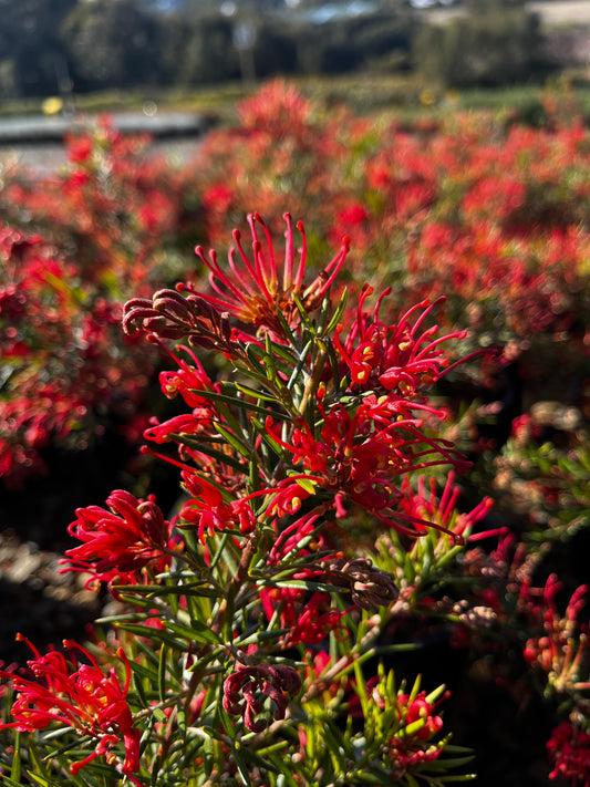 Grevillea 'Legacy Flame' 20cm