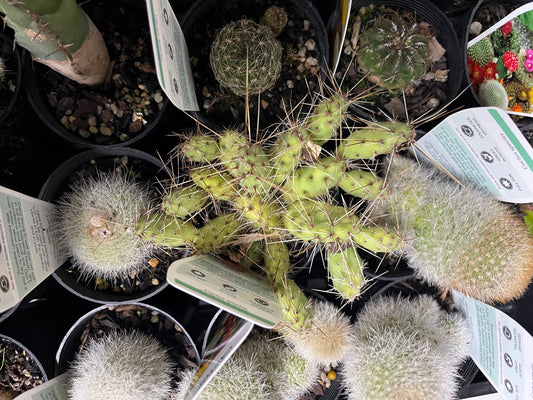 Cactus assorted 7cm