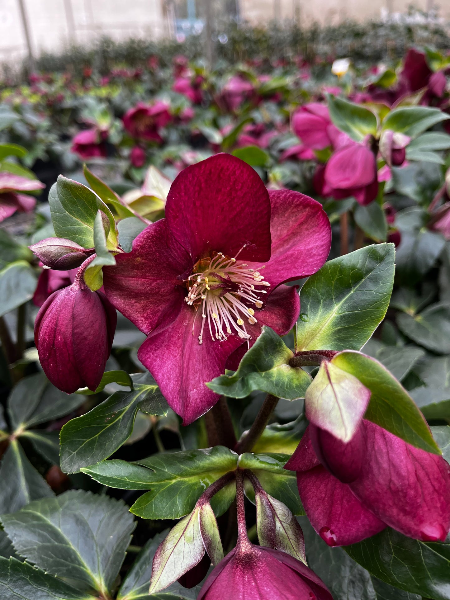 Helleborus Gold Collection ‘Ice Breaker Ruby' 18cm