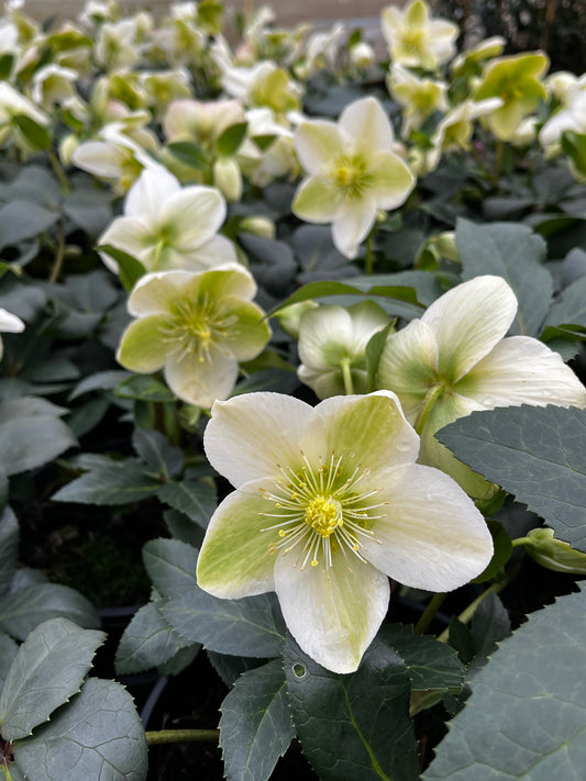 Helleborus Gold Collection® ‘Ice Breaker’ 18cm