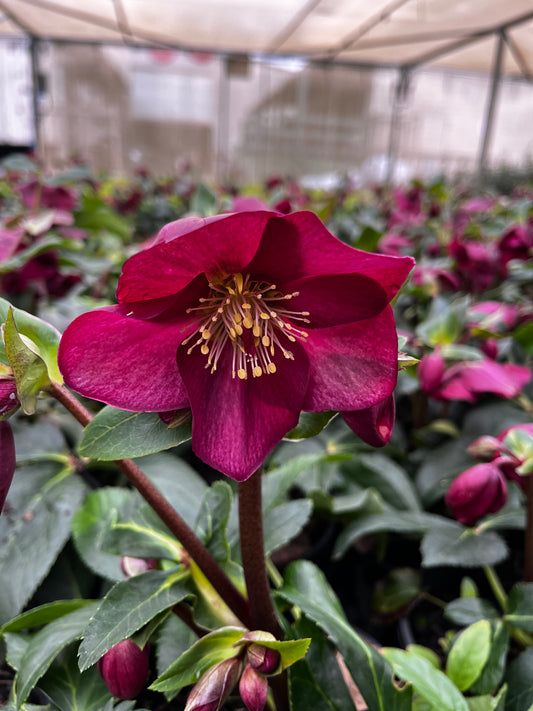 Helleborus Gold Collection ‘Ice Breaker Ruby' 18cm
