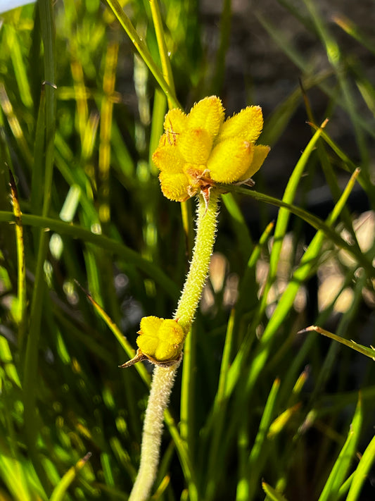 Conostylis angustifolia 14cm