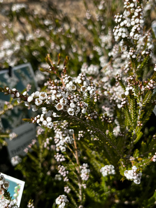 Thryptomene saxicola 'Supernova' 20cm