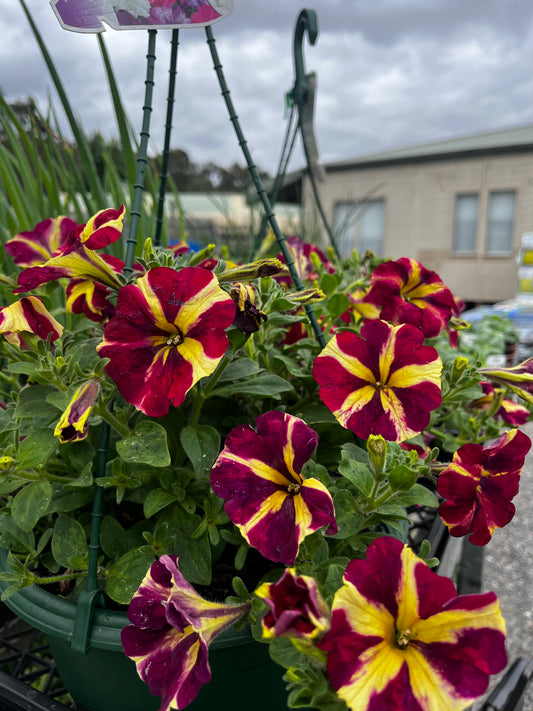 Petunia mix 25cm Hanging Basket