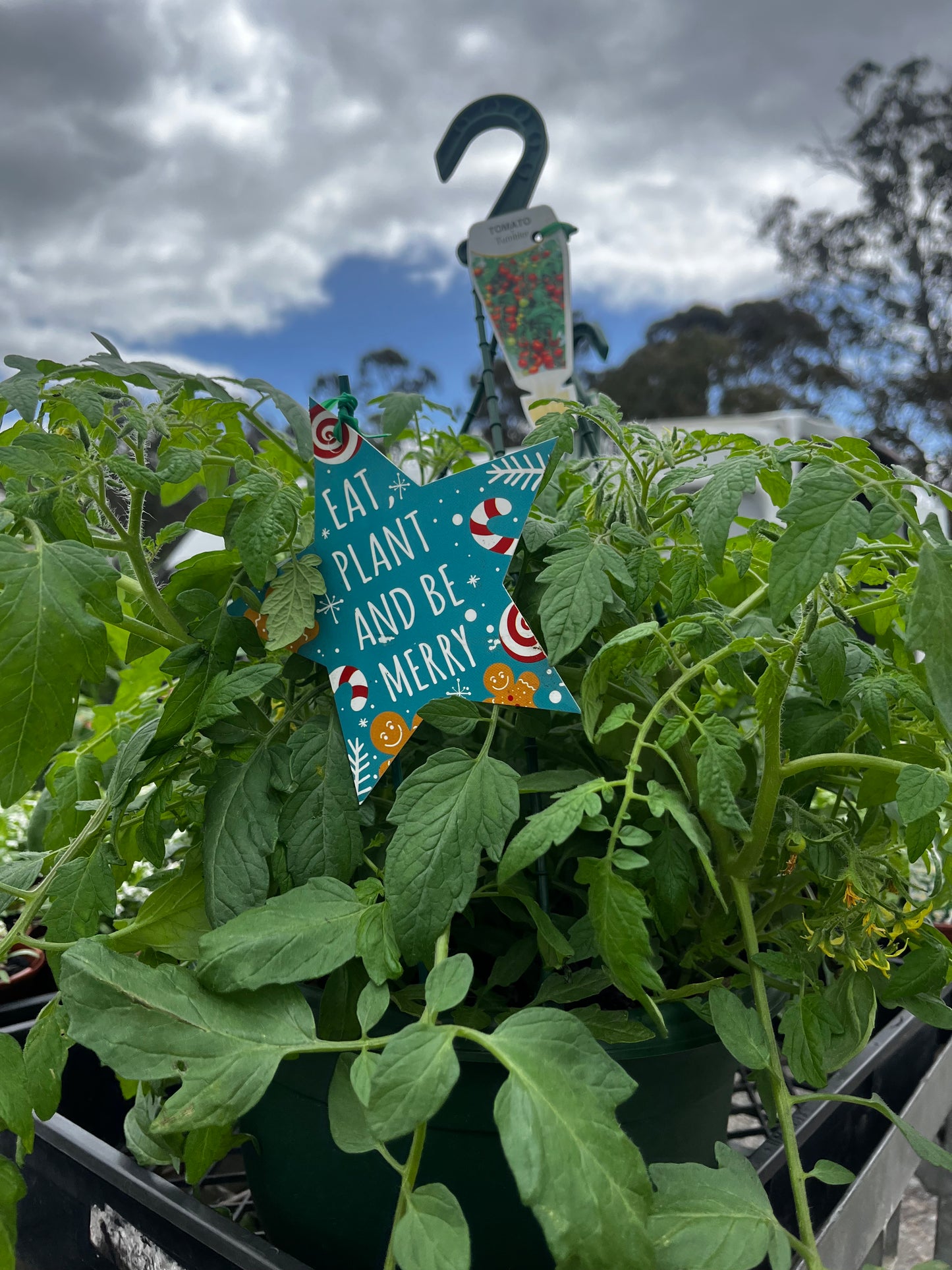 Tomato Tumbler 25cm Hanging Basket
