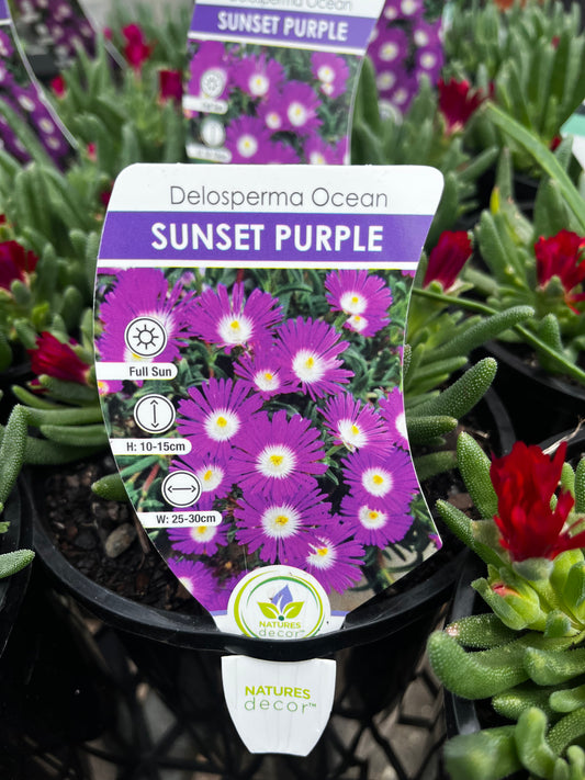 Delosperma cooperi 'Ice Plant' 14cm