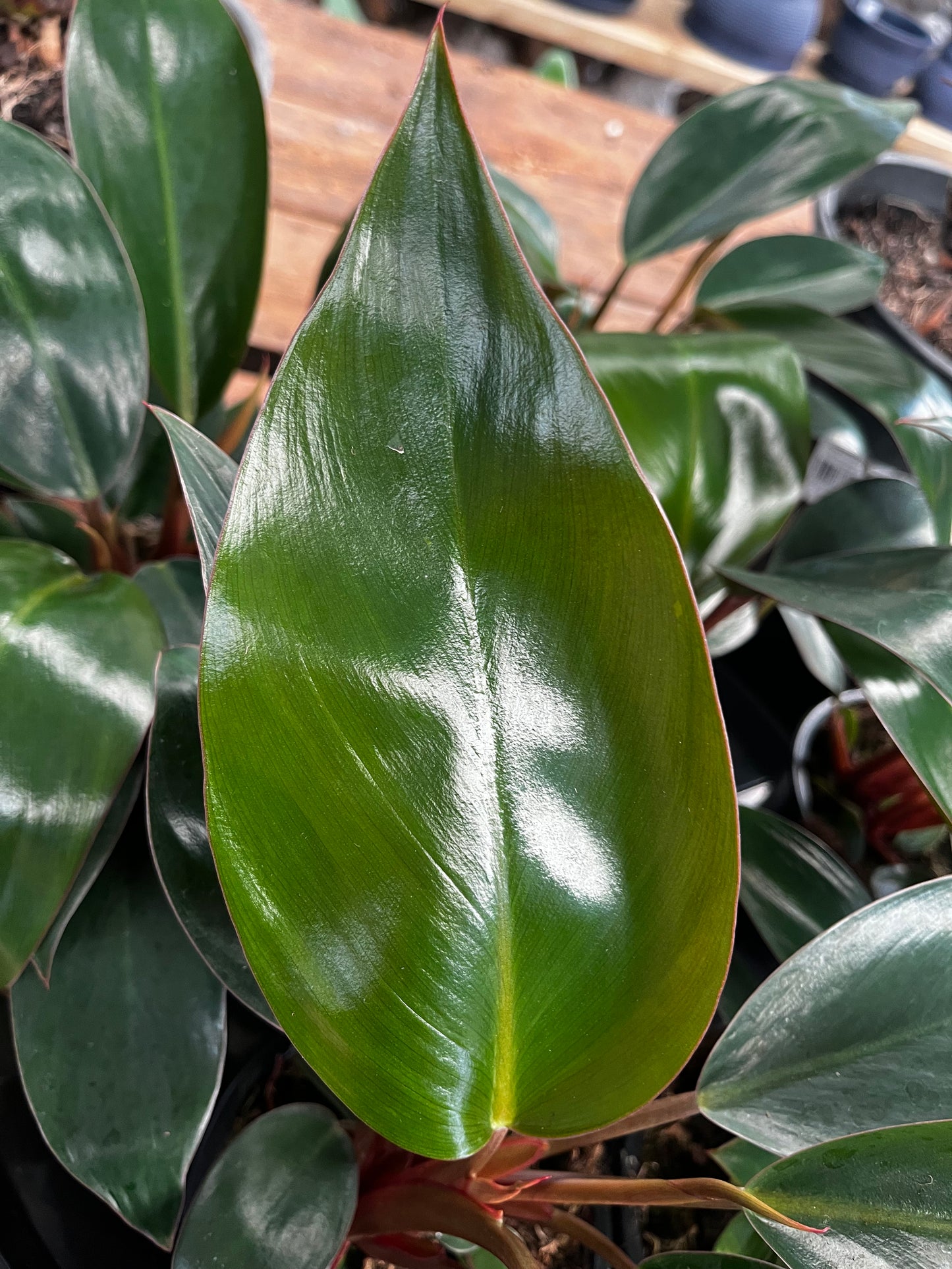 Philodendron 'Rojo Congo' 12cm