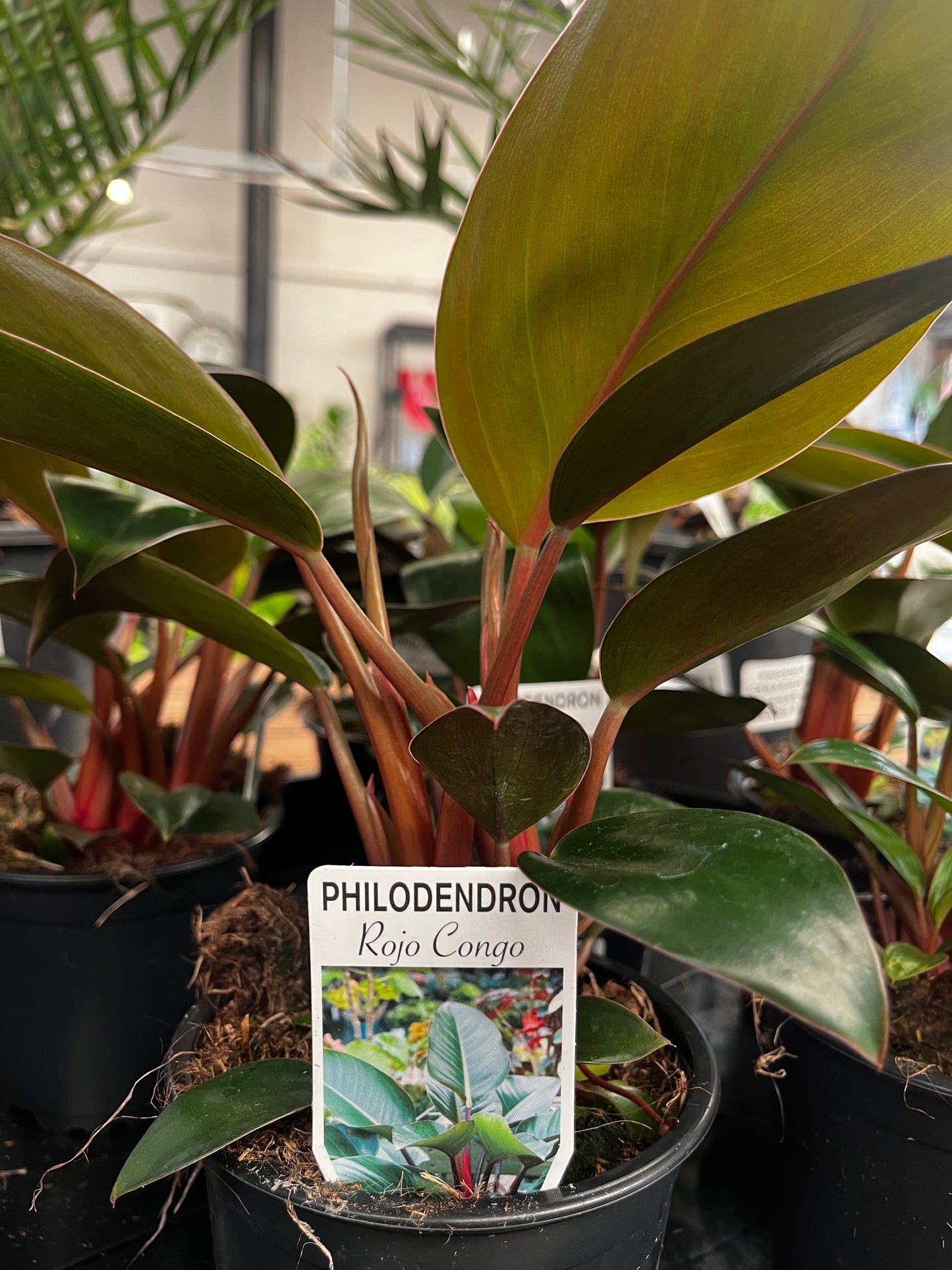 Philodendron 'Rojo Congo' 12cm