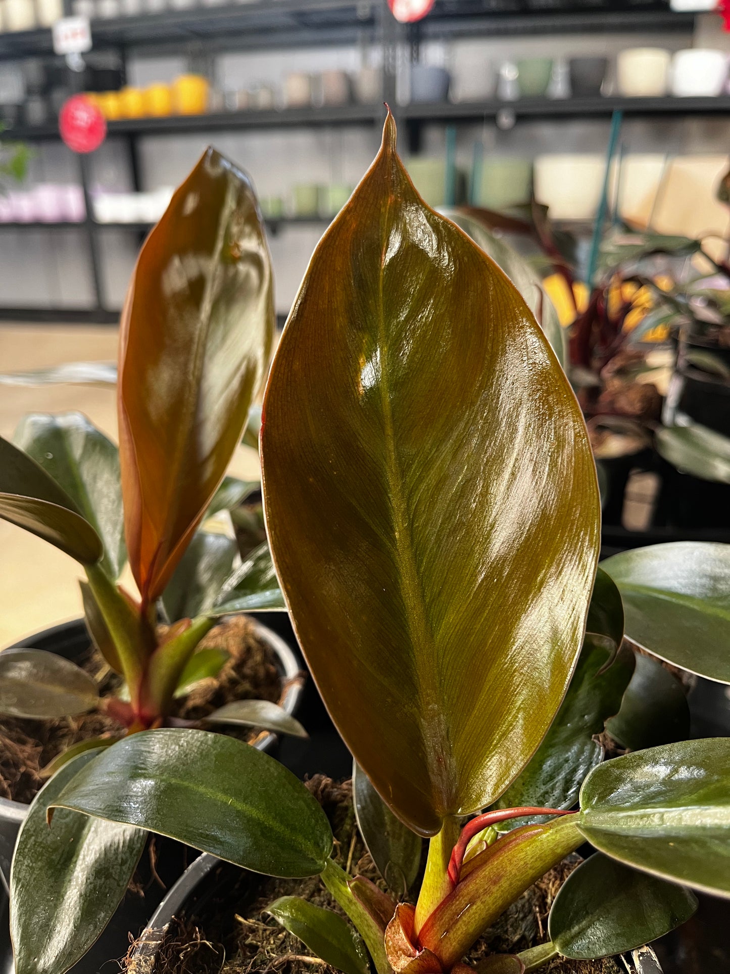 Philodendron Imperial Red 12cm