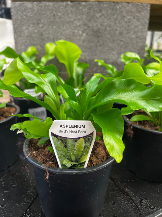 Asplenium nidus 'Birds Nest Fern' 12cm