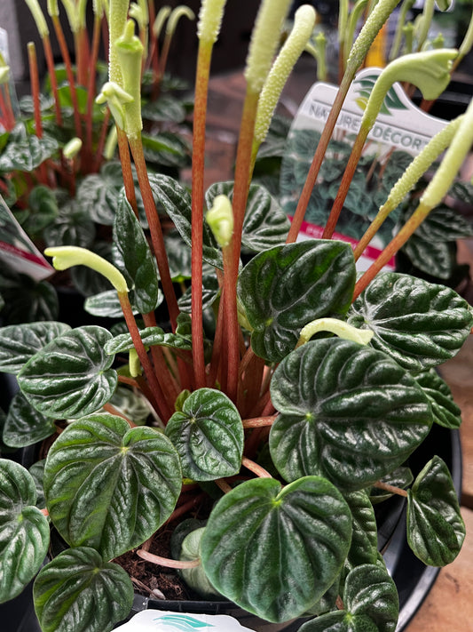 Peperomia 'Lilian' 14cm