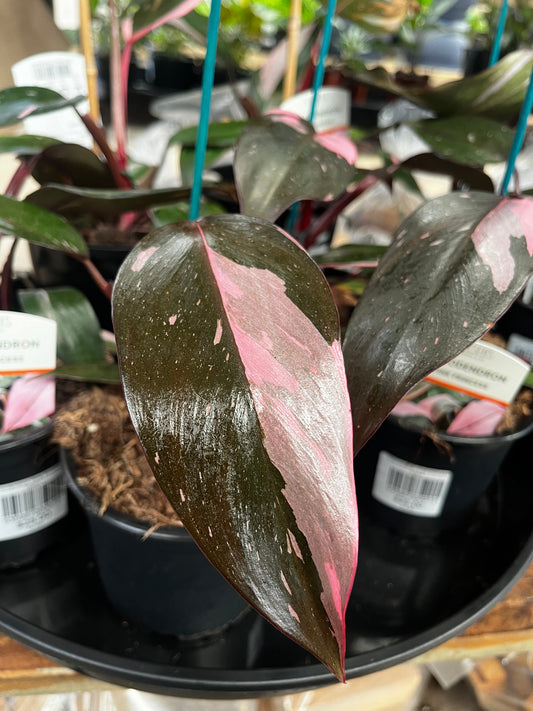Philodendron 'Pink Princess' 12cm