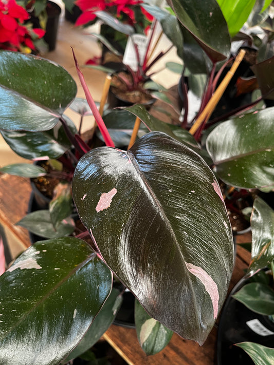 Philodendron 'Pink Princess' 14cm