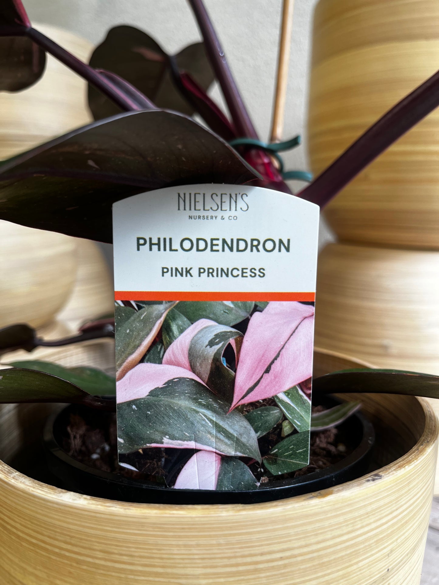 Philodendron 'Pink Princess' 14cm