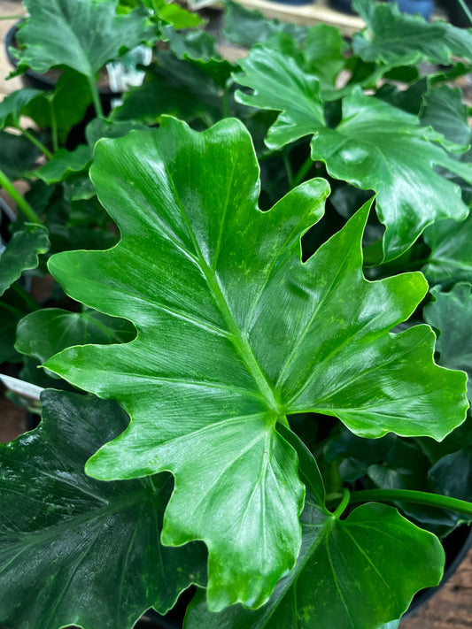 Philodendron Shangri La 14cm