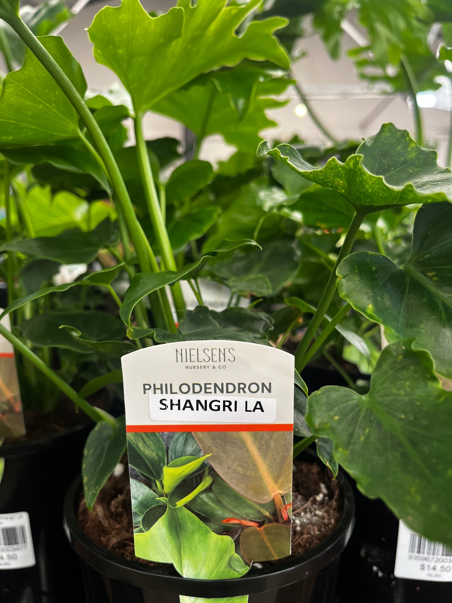 Philodendron Shangri La 14cm