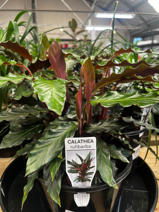 Calathea rufibarba 20cm