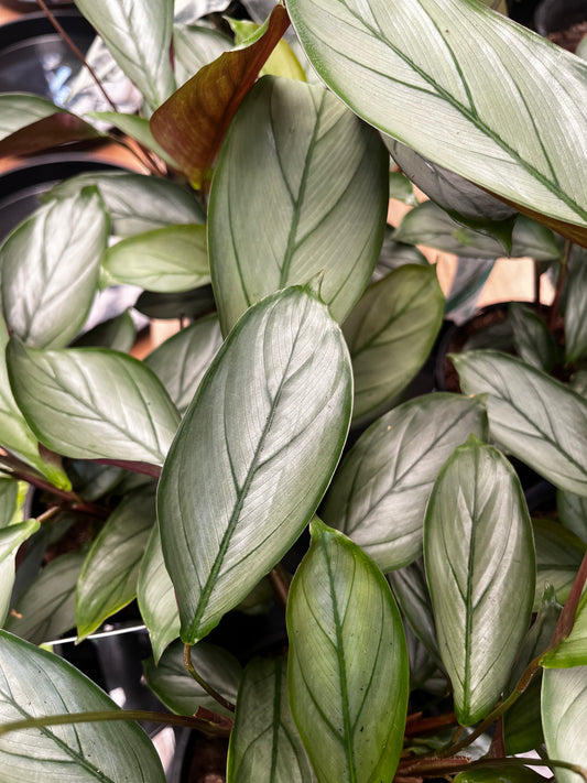 Ctenanthe setosa 'Grey Star' 14cm