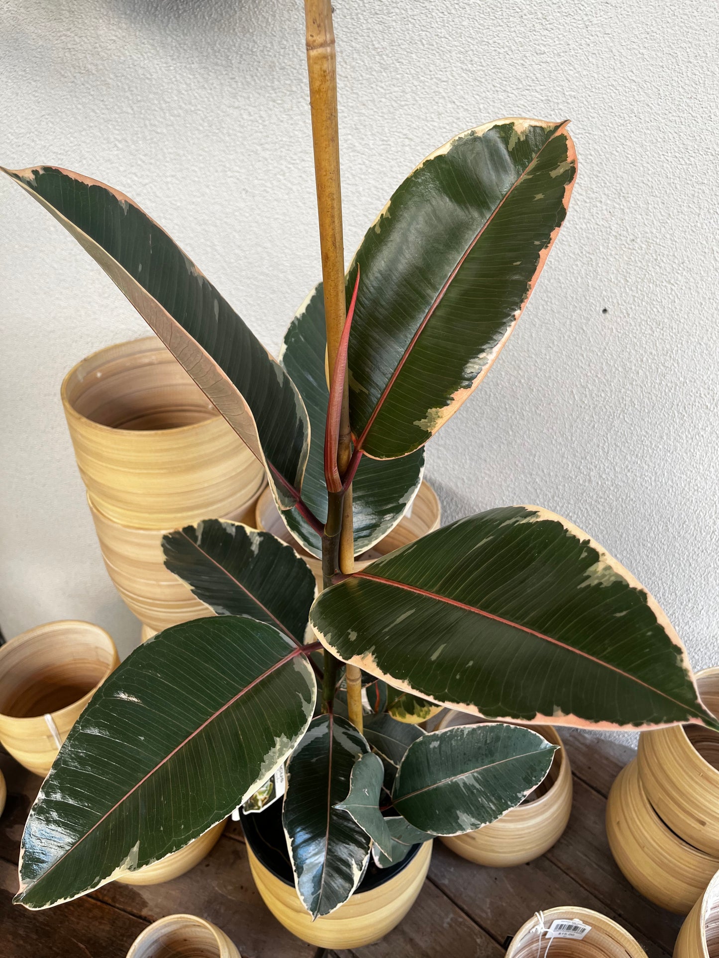 Ficus  elastica 'Tineke' 20cm