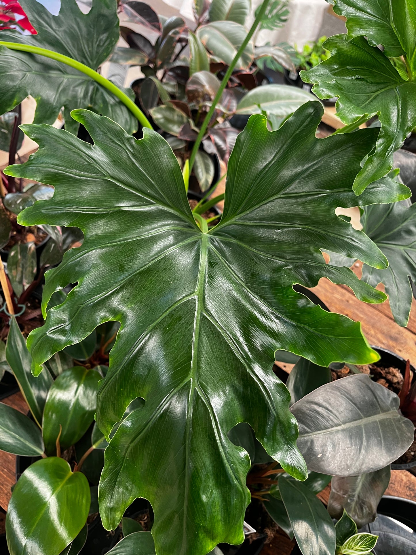 Philodendron Hope 20cm