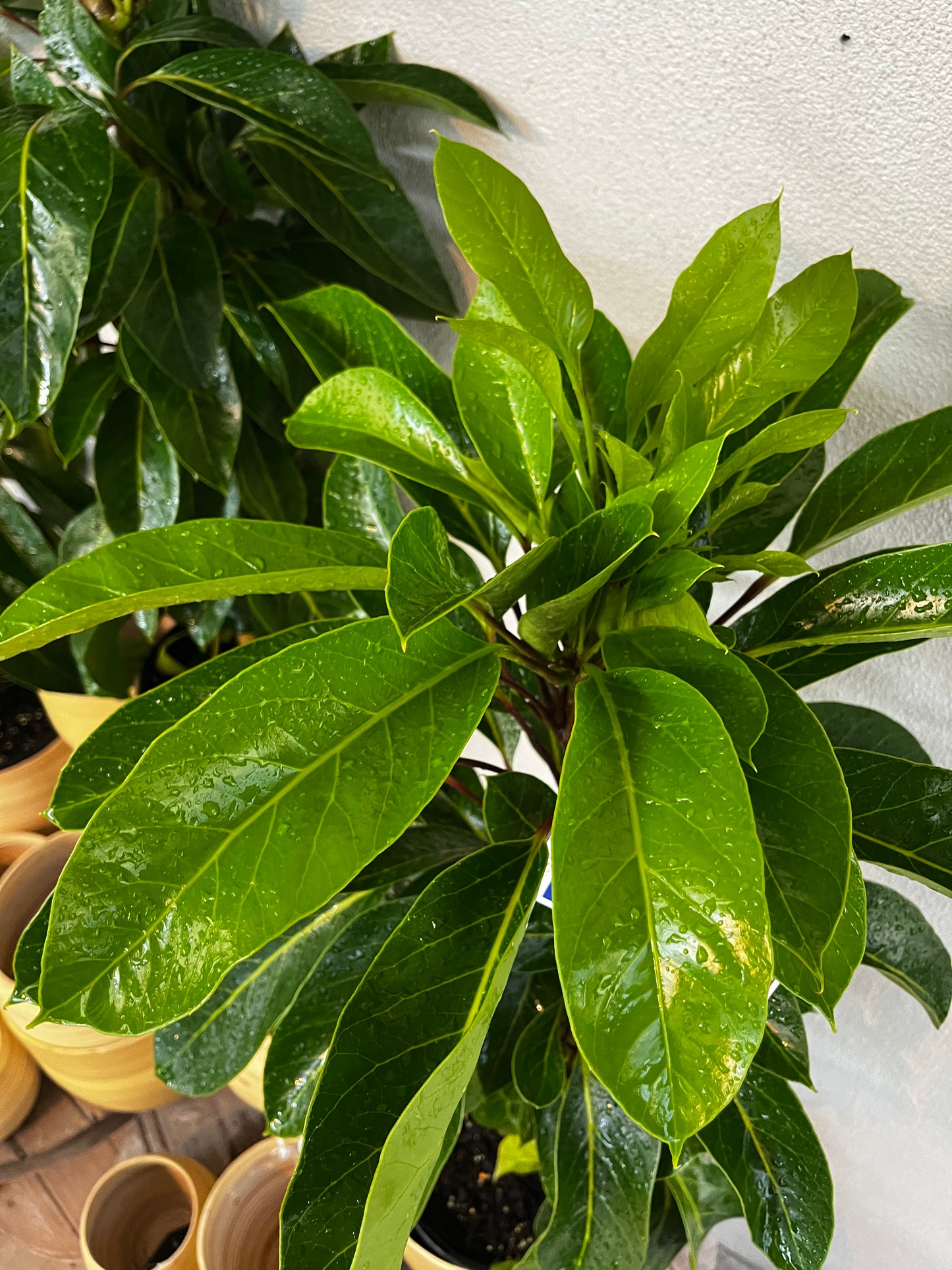 Schefflera actinophylla Alpine 20cm