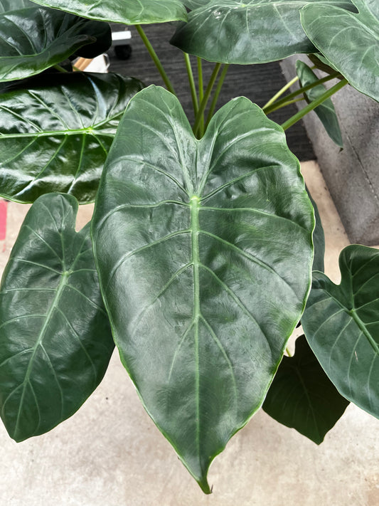 Alocasia wentii 20cm