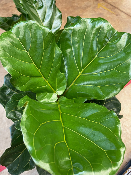 Ficus lyrata ‘Fiddle Leaf Fig’ 30cm
